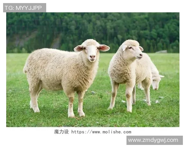 足球界的羊星传说 谁能忘记那只奔跑在绿茵场上的羊